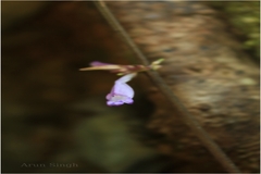 Gymnostachyum polyanthum